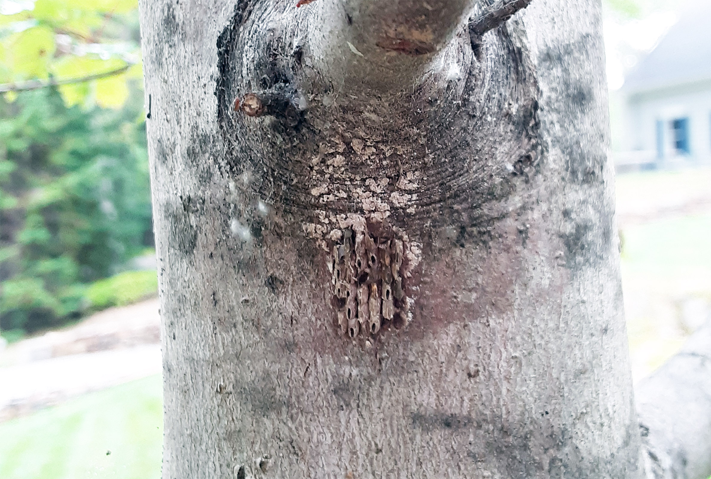 image of spotted lanternfly eggs on a tree in Maine